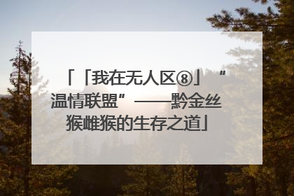 「我在无人区⑧」“温情联盟”——黔金丝猴雌猴的生存之道