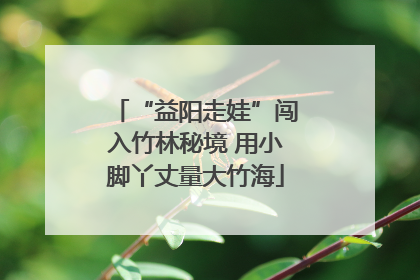 “益阳走娃”闯入竹林秘境 用小脚丫丈量大竹海