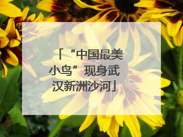 “中国最美小鸟”现身武汉新洲沙河