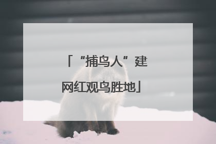 “捕鸟人”建网红观鸟胜地