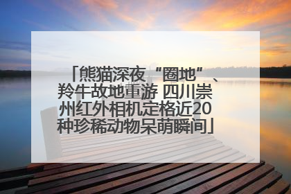 熊猫深夜“圈地”、羚牛故地重游 四川崇州红外相机定格近20种珍稀动物呆萌瞬间