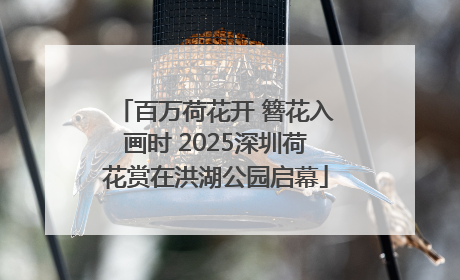 百万荷花开 簪花入画时 2025深圳荷花赏在洪湖公园启幕