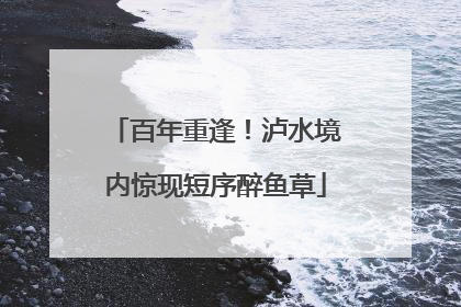 百年重逢！泸水境内惊现短序醉鱼草