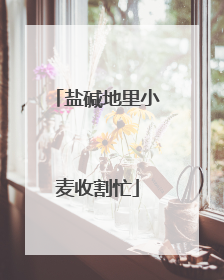 盐碱地里小麦收割忙