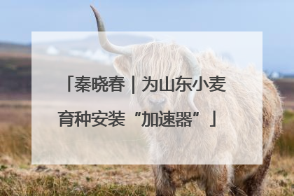 秦晓春｜为山东小麦育种安装“加速器”