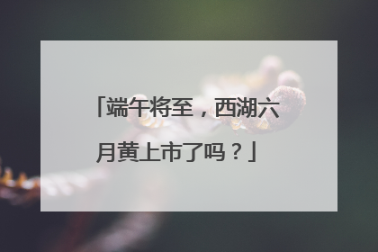 端午将至，西湖六月黄上市了吗？