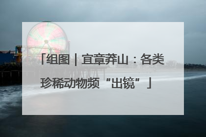 组图｜宜章莽山：各类珍稀动物频“出镜”