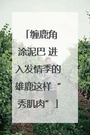 缠鹿角 涂泥巴 进入发情季的雄鹿这样“秀肌肉”