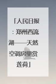 人民日报：郑州西流湖——天然空调房里赏莲荷