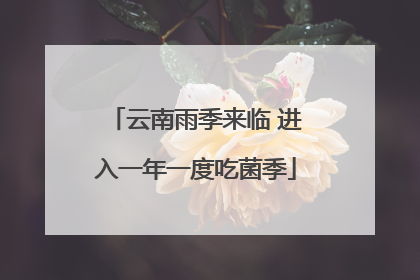 云南雨季来临 进入一年一度吃菌季