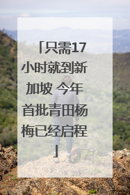 只需17小时就到新加坡 今年首批青田杨梅已经启程