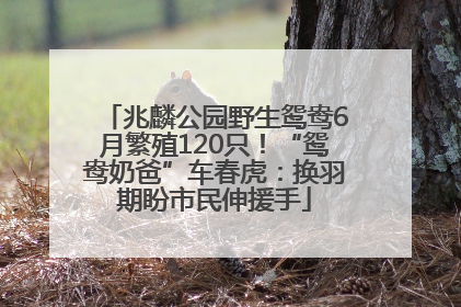 兆麟公园野生鸳鸯6月繁殖120只！“鸳鸯奶爸”车春虎：换羽期盼市民伸援手