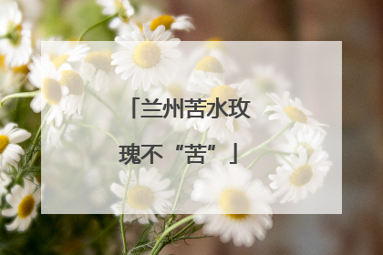 兰州苦水玫瑰不“苦”