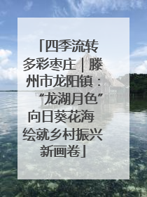 四季流转 多彩枣庄｜滕州市龙阳镇：“龙湖月色”向日葵花海 绘就乡村振兴新画卷