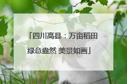 四川高县：万亩稻田绿意盎然 美景如画