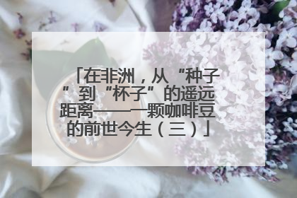 在非洲，从“种子”到“杯子”的遥远距离——一颗咖啡豆的前世今生（三）
