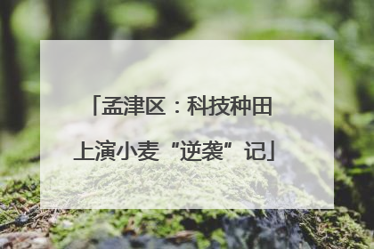 孟津区：科技种田 上演小麦“逆袭”记