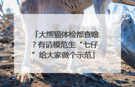 大熊猫体检都查啥？有请模范生“七仔”给大家做个示范