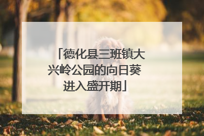 德化县三班镇大兴岭公园的向日葵进入盛开期