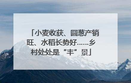 小麦收获、圆葱产销旺、水稻长势好……乡村处处是“丰”景