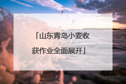 山东青岛小麦收获作业全面展开
