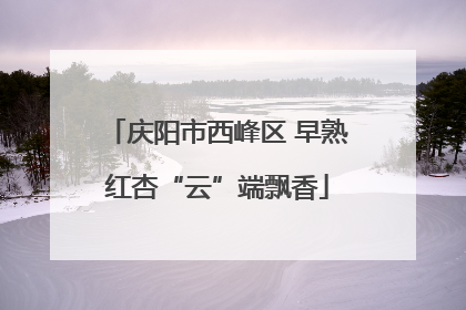 庆阳市西峰区 早熟红杏“云”端飘香