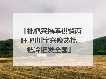 枇杷采摘季供销两旺 四川宝兴晚熟枇杷冷链发全国
