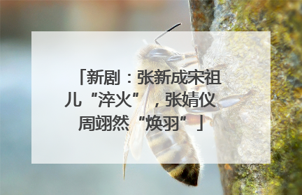 新剧：张新成宋祖儿“淬火”，张婧仪周翊然“焕羽”