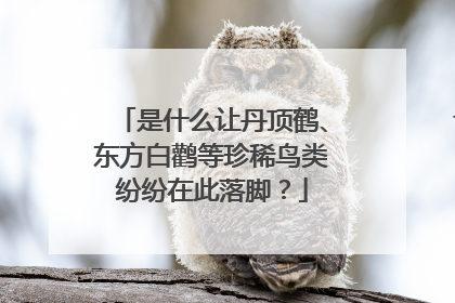 是什么让丹顶鹤、东方白鹳等珍稀鸟类纷纷在此落脚？