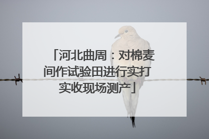 河北曲周：对棉麦间作试验田进行实打实收现场测产
