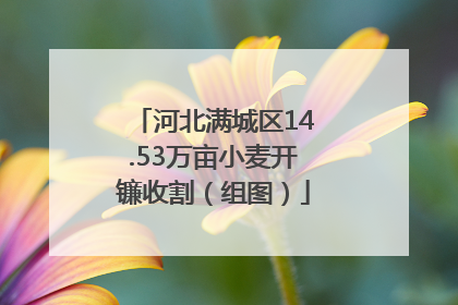 河北满城区14.53万亩小麦开镰收割（组图）