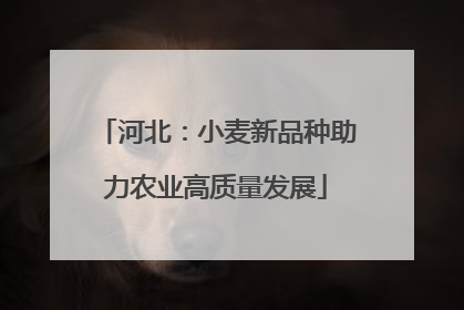 河北：小麦新品种助力农业高质量发展