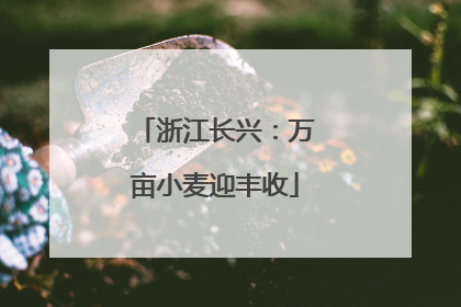 浙江长兴：万亩小麦迎丰收