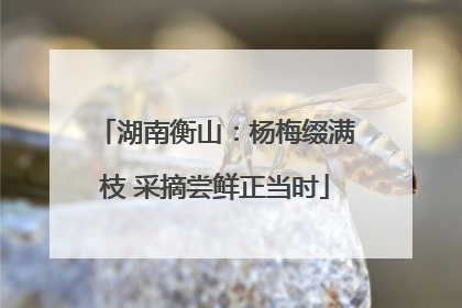 湖南衡山：杨梅缀满枝 采摘尝鲜正当时