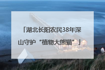 湖北长阳农民38年深山守护“植物大熊猫”