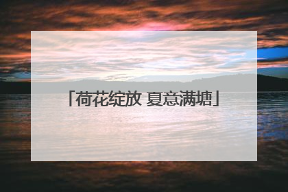 荷花绽放 夏意满塘