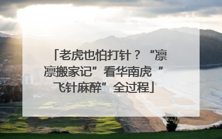 老虎也怕打针？“凛凛搬家记”看华南虎“飞针麻醉”全过程