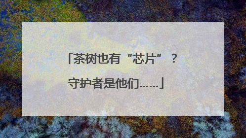 茶树也有“芯片”？守护者是他们……