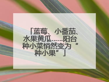 蓝莓、小番茄、水果黄瓜……阳台种小菜悄然变为“种小果”