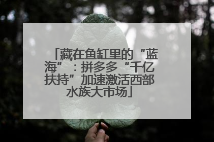 藏在鱼缸里的“蓝海”：拼多多“千亿扶持”加速激活西部水族大市场