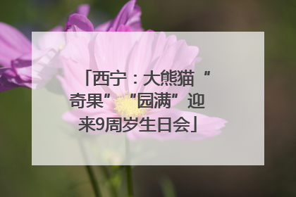 西宁：大熊猫“奇果”“园满”迎来9周岁生日会