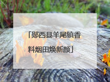 郧西县羊尾镇香料烟田焕新颜