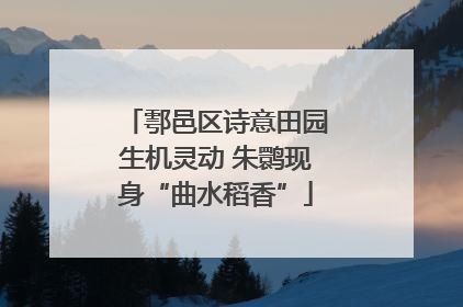 鄠邑区诗意田园生机灵动 朱鹮现身“曲水稻香”