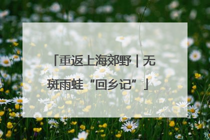 重返上海郊野｜无斑雨蛙“回乡记”