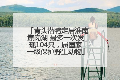 青头潜鸭定居淮南焦岗湖 最多一次发现104只，属国家一级保护野生动物