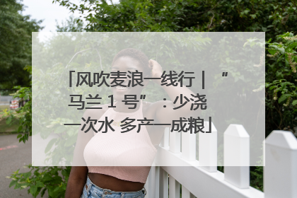 风吹麦浪一线行｜“马兰 1 号”：少浇一次水 多产一成粮