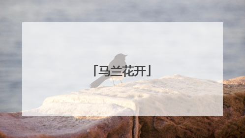 马兰花开