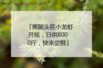 黄陂头茬小龙虾开炫，日供8000斤，快来尝鲜
